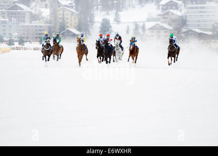 White Turf Course de Chevaux 2013, Saint-Moritz, vallée de l'Engadine, Haute Engadine, Canton des Grisons, Suisse Banque D'Images