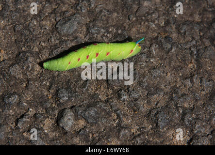 Lime Hawk-moth Mimas tiliae Caterpillar Banque D'Images