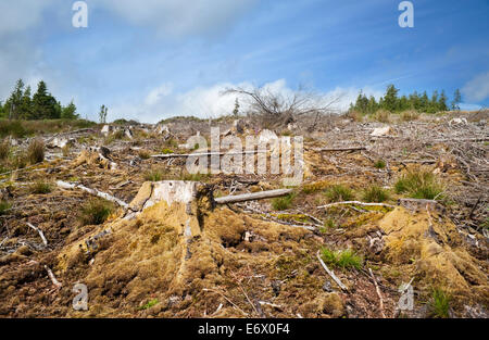 Luggala Woods, une plantation forestière de conifères gérés dans les montagnes de Wicklow, comté de Wicklow, Irlande, en 2009 Banque D'Images