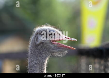 Commune de sexe masculin ( autruche Struthio camelus ) portrait sur fond flou Banque D'Images