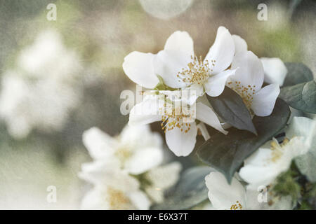 Philadelphus 'Belle Etoile' mock orange blossom Banque D'Images