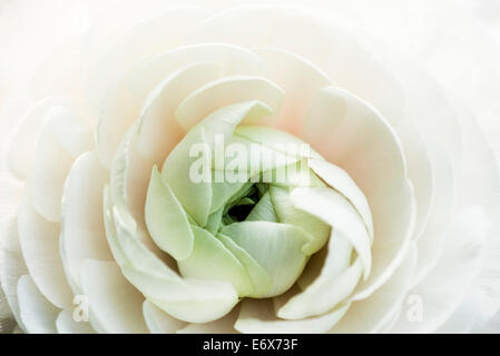 Close up of a white ranunculus blossom, Hambourg, Allemagne Banque D'Images