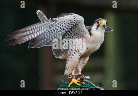 Faucon lanier (Falco biarmicus) Banque D'Images