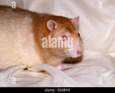 Hooded Beige mâle Rat (Rattus norvegicus) Banque D'Images