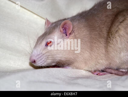 Mâle crème fantaisie Rat (Rattus norvegicus) Banque D'Images