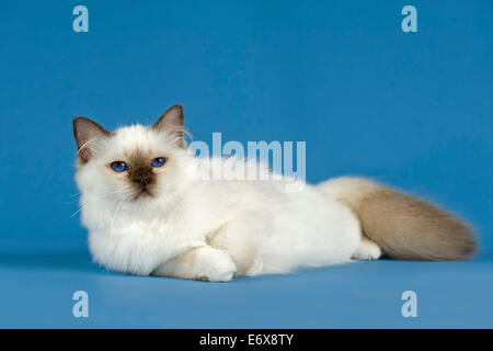 Birman Cat, Kitten, partie albino, point. Banque D'Images