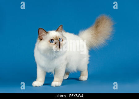 Birman Cat, Kitten, partie albino, point. Banque D'Images