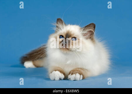 Birman Cat, Kitten, partie albino, point. Banque D'Images