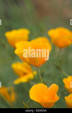 Eschscholzia californica. Fleurs de pavot de Californie. Banque D'Images