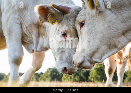 Pays-bas, Blaricum, des landes ou de lande appelée Tafelbergheide. Les bovins charolais. Les jeunes taureaux de l'autre difficile Banque D'Images