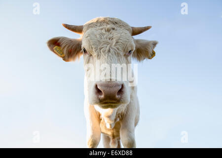 Pays-bas, Blaricum, des landes ou de lande appelée Tafelbergheide. Les bovins charolais. Jeune taureau Banque D'Images