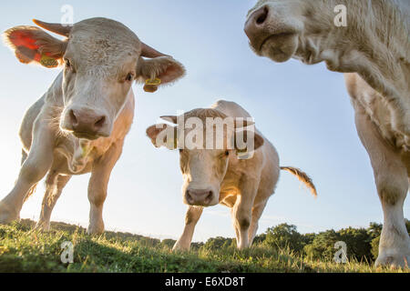 Pays-bas, Blaricum, des landes ou de lande appelée Tafelbergheide. Les bovins charolais. Les jeunes taureaux Banque D'Images