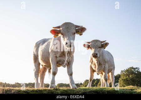 Pays-bas, Blaricum, des landes ou de lande appelée Tafelbergheide. Les bovins charolais. Les jeunes taureaux Banque D'Images