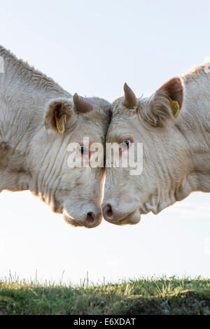 Pays-bas, Blaricum, des landes ou de lande appelée Tafelbergheide. Les bovins charolais. Les jeunes taureaux de l'autre difficile Banque D'Images