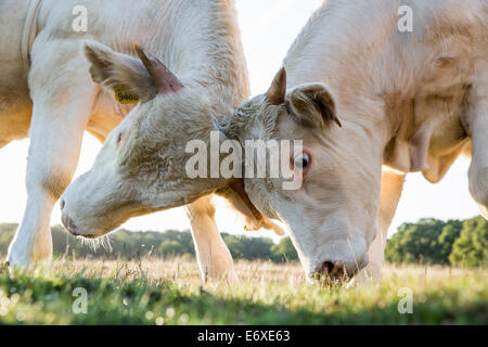 Pays-bas, Blaricum, des landes ou de lande appelée Tafelbergheide. Les bovins charolais. Les jeunes taureaux de l'autre difficile Banque D'Images