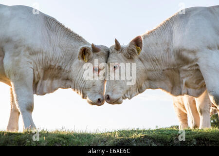 Pays-bas, Blaricum, des landes ou de lande appelée Tafelbergheide. Les bovins charolais. Les jeunes taureaux de l'autre difficile Banque D'Images