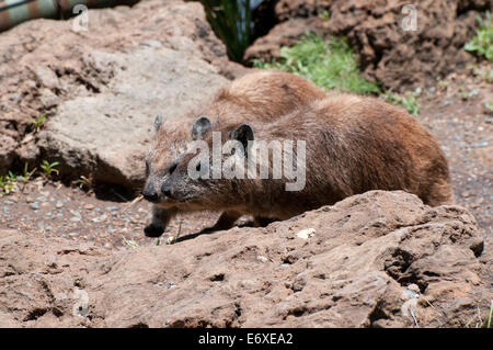 Deux HETEROHYRAX BRUCEI Hyrax Rock vu à haut de Baboon Cliffs dans Parc national du Lac Nakuru au Kenya l'Afrique de l'HYRAX ROCK LAKE N Banque D'Images