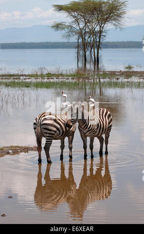 Deux Zebra sont côte à côte dans des eaux d'inondation au bord du lac dans le parc national du lac Nakuru Kenya Afrique de l'Est ZE COMMUN Banque D'Images