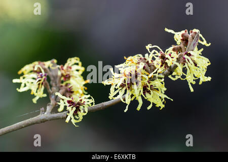 Fleurs arachnéennes de la floraison d'hiver, l'hamamélis Hamamelis x intermedia 'Pallida' Banque D'Images