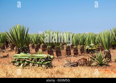 Plantation de sisal, Agava sisalana, récolte, Madagascar, Afrique du Sud Banque D'Images