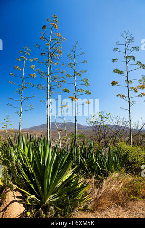 La floraison, Agavae Agava sisalana Sisal, Madagascar, Afrique du Sud Banque D'Images