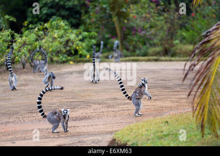 Lémuriens Ringtailed avec bébé, Lemur catta, réserve de Nahampoana, Madagascar, Afrique du Sud Banque D'Images