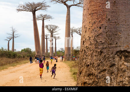 Baobab alley près de Morondava, Adansonia grandidieri, Madagascar, Afrique de l'Ouest Banque D'Images