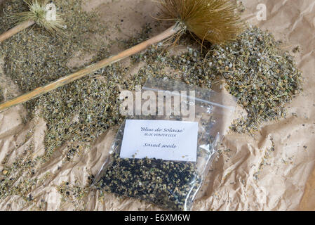 Graines de poireau (Allium porrum) une saucisse végétarienne traditionnelle galloise à sauvé de plantes hybrides non. Angleterre, Royaume-Uni. Banque D'Images