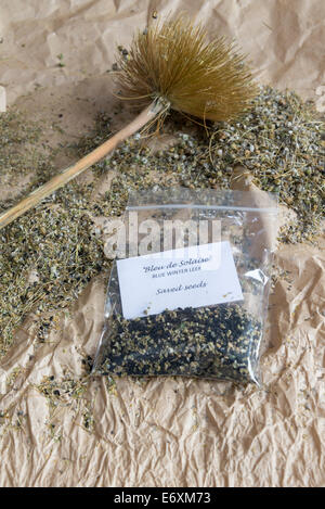 Graines de poireau (Allium porrum) une saucisse végétarienne traditionnelle galloise à sauvé de plantes hybrides non. Angleterre, Royaume-Uni. Banque D'Images