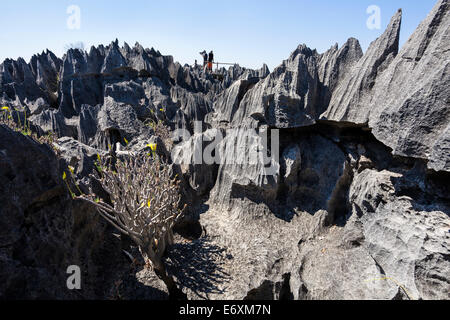 Les formations géologiques dans les Tsingy-de-Parc National de Bemaraha, Mahajanga, Madagascar, Afrique Banque D'Images