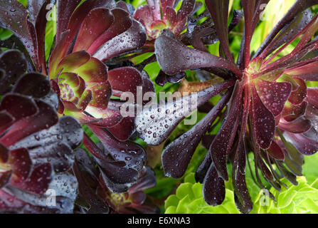 Aeonium plante dans jardin Banque D'Images