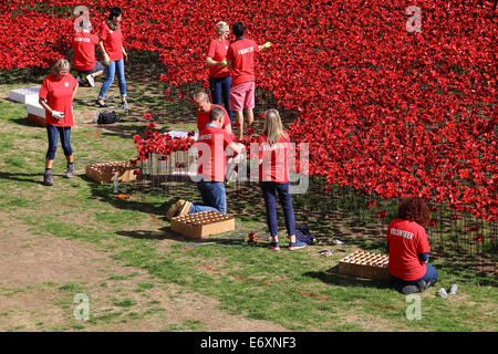 La Tour de Londres moat décorée par des bénévoles avec des coquelicots rouges en souvenir de la PREMIÈRE GUERRE MONDIALE Banque D'Images