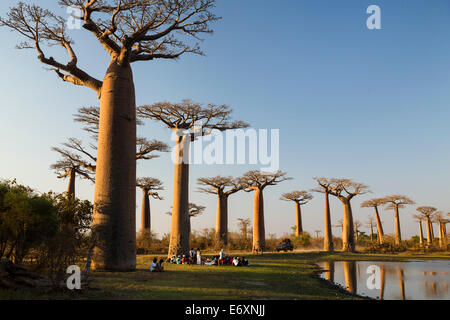 Baobabs près de Morondava, l'Adansonia grandidieri, Madagascar Banque D'Images