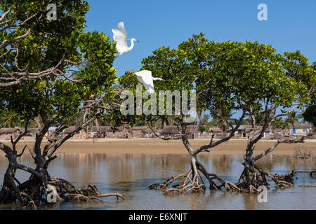 Peu d'Aigrettes, Hérons petits dans les mangroves de Morondava, Egretta garzetta dimorpha, Madagascar, Afrique Banque D'Images