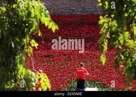 La Tour de Londres moat décoré par du bénévolat avec des coquelicots rouges en souvenir de la PREMIÈRE GUERRE MONDIALE Banque D'Images