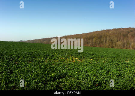 Bataille de Belleau Wood WW1,au nord de Château-Thierry à seulement 60 km de Paris, France. Mars 2014 Belleau Wood au-delà de l'open fi Banque D'Images