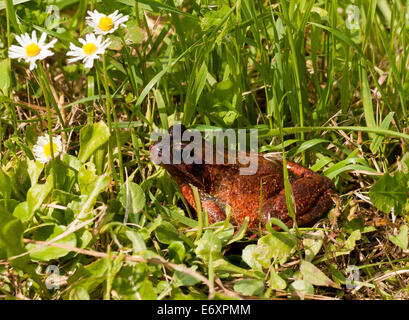 Une grenouille de couleur orange le bain de soleil sur l'herbe avec des pâquerettes dans l'arrière-plan, Banque D'Images