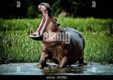 Hippopotamus avec grunt menaçant sur les rives du Nil Blanc, Murchison Falls National Park, l'Ouganda, l'Afrique Banque D'Images