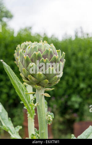 Artichauts (Cynara scolymus) croissant sur un allotissement à South Yorkshire, Angleterre, Royaume-Uni. Banque D'Images