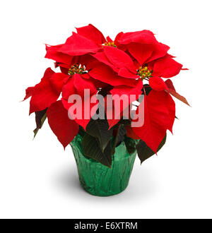 Le poinsettia Noël isolé sur fond blanc. Banque D'Images