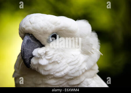 Un close-up vue détaillée d'un visage de cacatoès de profil avec plumes fluffed out. Banque D'Images