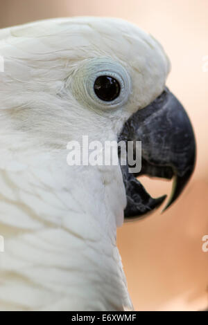 Un close-up vue détaillée d'un cacatoès dans le visage de profil. Banque D'Images