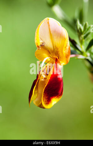 Un gros plan sur une seule fleur rouge et jaune d'une politique commune de Broom Cytisus scoparius Banque D'Images