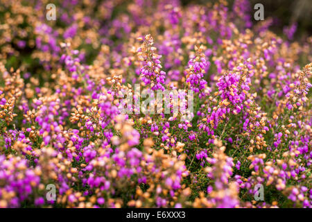 Prairie de purple heather, Bretagne, France. Banque D'Images