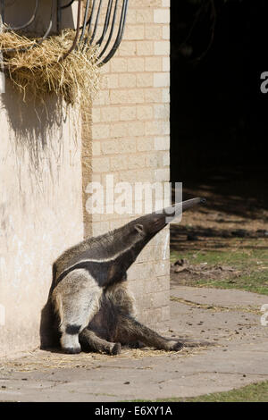 Anteater en captivité assis au soleil manger hay Banque D'Images