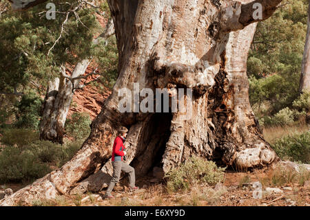 Gomme dans le fleuve massive Brachina Gorge, Flinders Ranges National Park, Australie du Sud, Australie Banque D'Images