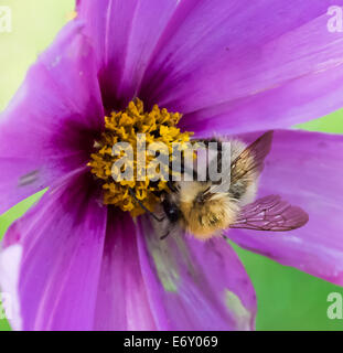 Abeille sur fleur cosmos pourpre Banque D'Images