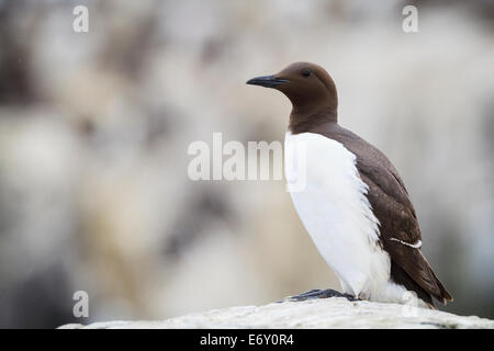 Guillemot de Troïl (Uria aalge) perché sur la roche. Iles Farne. Le Northumberland. UK. Banque D'Images