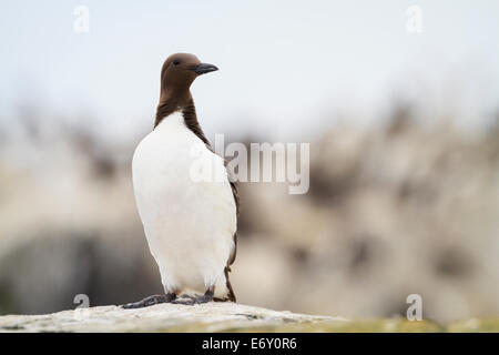 Guillemot de Troïl (Uria aalge) perché sur la roche. Iles Farne. Le Northumberland. UK. Banque D'Images