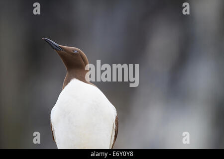 Guillemot de Troïl (Uria aalge) perché sur la roche. Iles Farne. Le Northumberland. UK. Banque D'Images